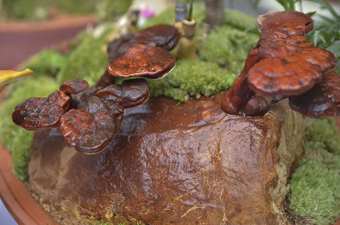 Gần 5 triệu đồng 1 chậu nấm linh chi bonsai chơi Tết ở Thủ đô Gần 5 triệu đồng 1 chậu nấm linh chi bonsai chơi Tết ở Thủ đô